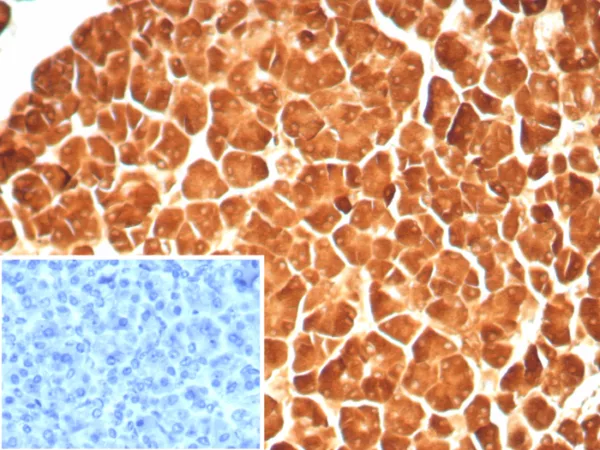 Formalin-fixed, paraffin-embedded human pancreas stained with CPA1 Recombinant Mouse Monoclonal Antibody (rCPA1/8688). Inset: PBS instead of primary antibody; secondary only negative control.
