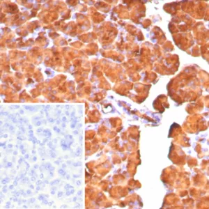 Formalin-fixed, paraffin-embedded human pancreas stained with Carboxypeptidase A1 / CPA1 Mouse Monoclonal Antibody (CPA1/8777). Inset: PBS instead of primary antibody; secondary only negative control.