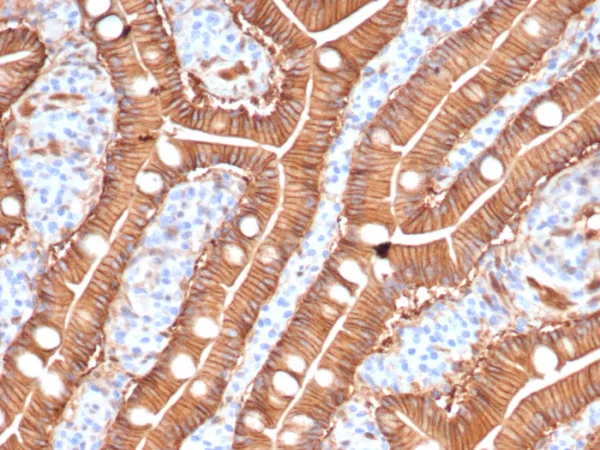 Formalin-fixed, paraffin-embedded human duodenum stained with S100A16 Mouse Monoclonal Antibody (S100A16/7412). HIER: Tris/EDTA, pH9.0, 45min. 2°C: HRP-polymer, 30min. DAB, 5min.