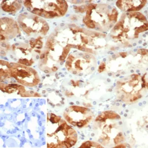 Formalin-fixed, paraffin-embedded human kidney stained with Crystallin Alpha B Mouse Monoclonal Antibody (CRYAB/4665). Inset: PBS instead of primary antibody; secondary only negative control.