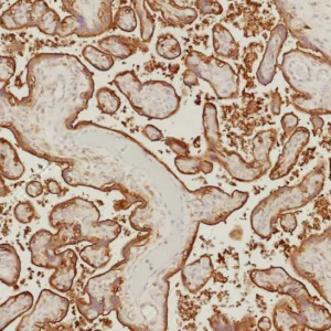 Formalin-fixed, paraffin-embedded human placenta stained with EGFR Recombinant Rabbit Monoclonal Antibody (EGFR/9166R). HIER: Tris/EDTA, pH9.0, 45min. 2°C: HRP-polymer, 30min. DAB, 5min.