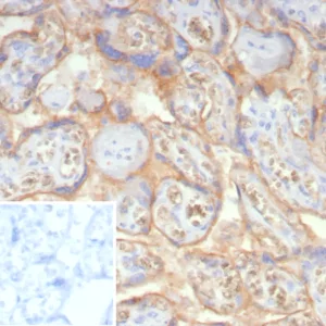 Formalin-fixed, paraffin-embedded human placenta stained with NSE gamma Mouse Monoclonal Antibody (ENO2/7447). Inset: PBS instead of primary antibody; secondary only negative control.