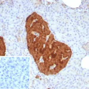 Formalin-fixed, paraffin-embedded human pancreas stained with NSE gamma Recombinant Mouse Monoclonal Antibody (rENO/8857). Inset: PBS instead of primary antibody; secondary only negative control.