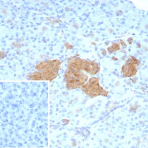 Formalin-fixed, paraffin-embedded human pancreas stained with NSE gamma Mouse Monoclonal Antibody (ENO2/9044). Inset: PBS instead of primary antibody; secondary only negative control.