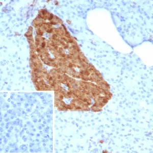 Formalin-fixed, paraffin-embedded human pancreas stained with NSE gamma Mouse Monoclonal Antibody (ENO2/9047). Inset: PBS instead of primary antibody; secondary only negative control.