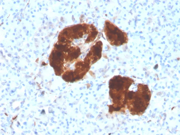 Formalin-fixed, paraffin-embedded human pancreas stained with NSE gamma Mouse Monoclonal Antibody (ENO2/4507).