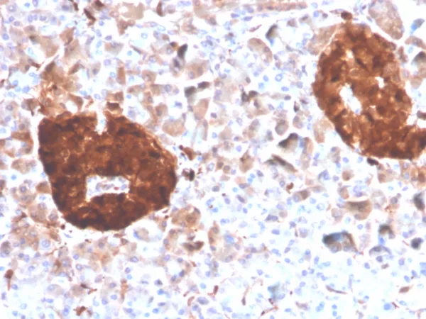 Formalin-fixed, paraffin-embedded human pancreas stained with NSE gamma Mouse Monoclonal Antibody (ENO2/4507).