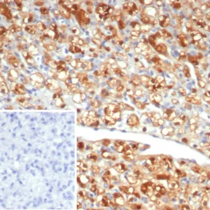 Formalin-fixed, paraffin-embedded human spleen stained with NSE gamma Mouse Monoclonal Antibody (ENO2/6678). Inset: PBS instead of primary antibody; secondary only negative control.