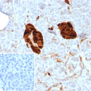 Formalin-fixed, paraffin-embedded human pancreas stained with NSE gamma Recombinant Rabbit Monoclonal Antibody (ENO/8614R). Inset: PBS instead of primary antibody; secondary only negative control.