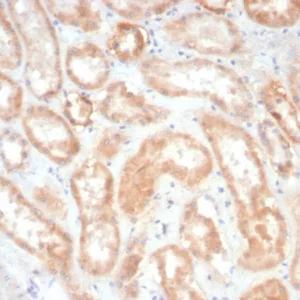 Formalin-fixed, paraffin-embedded dog kidney stained with EPH Receptor B4 (EPHB4) Mouse Monoclonal Antibody (EPHB4/6391). HIER: Tris/EDTA, pH9.0, 45min. 2°C: HRP-polymer, 30min. DAB, 5min.