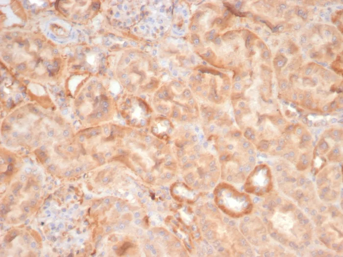 Formalin-fixed, paraffin-embedded cat kidney stained with EPH Receptor B4 (EPHB4) Mouse Monoclonal Antibody (EPHB4/6391). HIER: Tris/EDTA, pH9.0, 45min. 2°C: HRP-polymer, 30min. DAB, 5min. EPH Receptor B4 (EPHB4) Antibody - Image 3