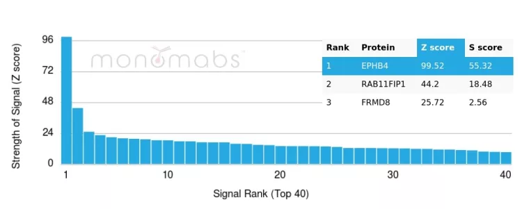 Analysis of Protein Array containing more than 19,000 full-length human proteins using EPH Receptor B4 (EPHB4) Mouse Monoclonal (EPHB4/6391). Z- and S- Score: The Z-score represents the strength of a signal that a monoclonal antibody (MAb) (in combination with a fluorescently-tagged anti-IgG secondary antibody) produces when binding to a particular protein on the HuProtTM array. Z-scores are described in units of standard deviations (SD's) above the mean value of all signals generated on that array. If targets on HuProtTM are arranged in descending order of the Z-score, the S-score is the difference (also in units of SD's) between the Z-score. S-score therefore represents the relative target specificity of a MAb to its intended target. A MAb is considered to specific to its intended target, if the MAb has an S-score of at least 2.5. For example, if a MAb binds to protein X with a Z-score of 43 and to protein Y with a Z-score of 14, then the S-score for the binding of that MAb to protein X is equal to 29. EPH Receptor B4 (EPHB4) Antibody - Image 4
