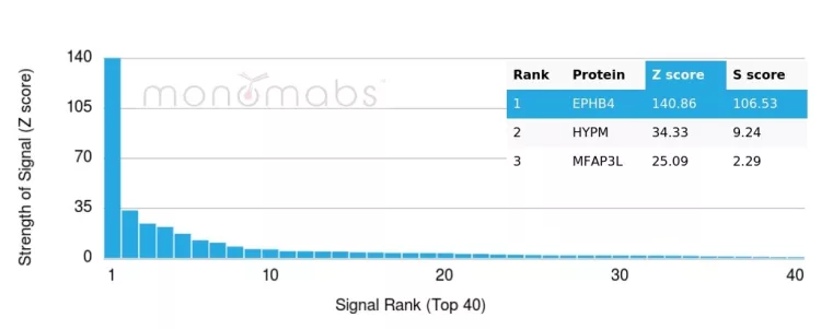 Analysis of Protein Array containing more than 19,000 full-length human proteins using EPH Receptor B4 (EPHB4) Mouse Monoclonal (EPHB4/6392). Z- and S- Score: The Z-score represents the strength of a signal that a monoclonal antibody (MAb) (in combination with a fluorescently-tagged anti-IgG secondary antibody) produces when binding to a particular protein on the HuProtTM array. Z-scores are described in units of standard deviations (SD's) above the mean value of all signals generated on that array. If targets on HuProtTM are arranged in descending order of the Z-score, the S-score is the difference (also in units of SD's) between the Z-score. S-score therefore represents the relative target specificity of a MAb to its intended target. A MAb is considered to specific to its intended target, if the MAb has an S-score of at least 2.5. For example, if a MAb binds to protein X with a Z-score of 43 and to protein Y with a Z-score of 14, then the S-score for the binding of that MAb to protein X is equal to 29. EPH Receptor B4 (EPHB4) Antibody - Image 3