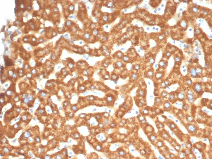 Formalin-fixed, paraffin-embedded human liver stained with EPH Receptor B4 (EPHB4) Mouse Monoclonal Antibody (EPHB4/6393). HIER: Tris/EDTA, pH9.0, 45min. 2°C: HRP-polymer, 30min. DAB, 5min. EPH Receptor B4 (EPHB4) Antibody - Image 2