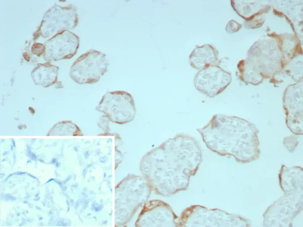 Formalin-fixed, paraffin-embedded human placenta stained with FGF2 Mouse Monoclonal Antibody (FGF2/7365). Inset: PBS instead of primary antibody; secondary only negative control.
