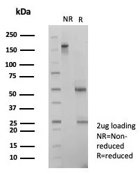 SDS-PAGE Analysis of Purified SNW1 Mouse Monoclonal Antibody (PCRP-SNW1-1C12). Confirmation of Purity and Integrity of Antibody.