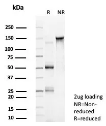 SDS-PAGE Analysis. Purified NR5A2 Mouse Monoclonal Antibody (PCRP-NR5A2-1B8). Confirmation of Integrity and Purity of Antibody. NR5A2 / LRH1 Antibody - Image 2