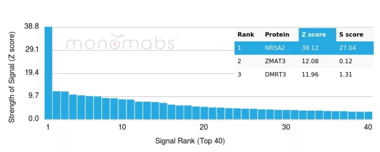 Analysis of Protein Array containing more than 19,000 full-length human proteins using NR5A2 Mouse Monoclonal Antibody (PCRP-NR5A2-1B8). Z- and S- Score: The Z-score represents the strength of a signal that a monoclonal antibody (MAb) (in combination with a fluorescently-tagged anti-IgG secondary antibody) produces when binding to a particular protein on the HuProtTM array. Z-scores are described in units of standard deviations (SD's) above the mean value of all signals generated on that array. If targets on HuProtTM are arranged in descending order of the Z-score, the S-score is the difference (also in units of SD's) between the Z-score. S-score therefore represents the relative target specificity of a MAb to its intended target. A MAb is considered to specific to its intended target, if the MAb has an S-score of at least 2.5. For example, if a MAb binds to protein X with a Z-score of 43 and to protein Y with a Z-score of 14, then the S-score for the binding of that MAb to protein X is equal to 29. NR5A2 / LRH1 Antibody - Image 4