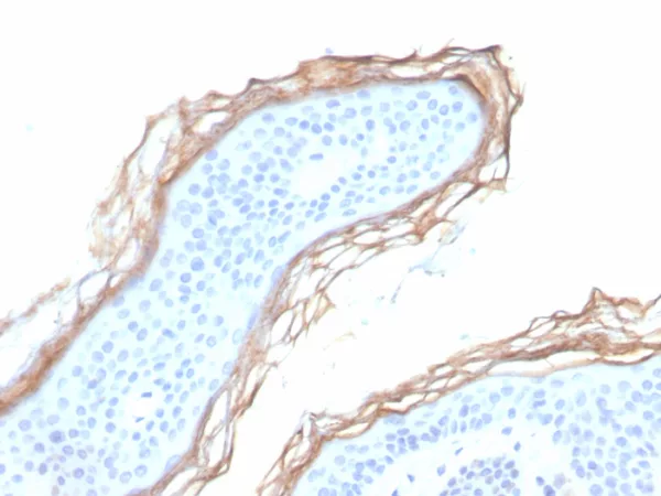 Formalin-fixed, paraffin-embedded human skin stained with Kallikrein 5 Mouse Monoclonal Antibody (KLK5/3855). HIER: Tris/EDTA, pH9.0, 45min. 2°C: HRP-polymer, 30min. DAB, 5min.