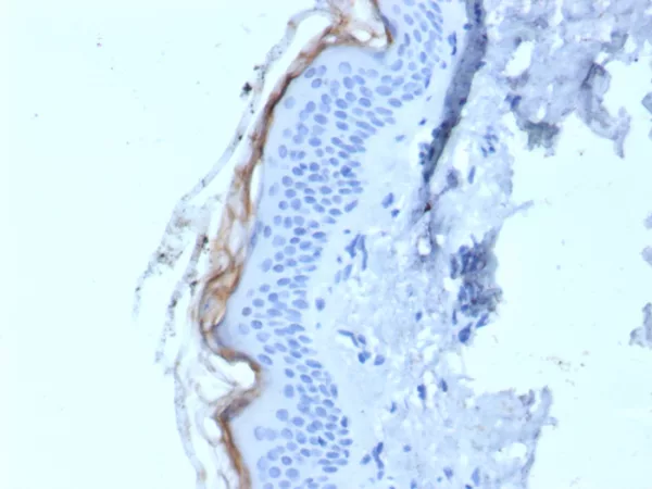 Formalin-fixed, paraffin-embedded human skin stained with Kallikrein 5 Mouse Monoclonal Antibody (KLK5/4759). HIER: Tris/EDTA, pH9.0, 45min. 2°C: HRP-polymer, 30min. DAB, 5min.
