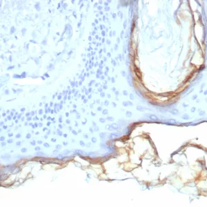 Formalin-fixed, paraffin-embedded human skin stained with Kallikrein 5 Mouse Monoclonal Antibody (KLK5/4760). HIER: Tris/EDTA, pH9.0, 45min. 2°C: HRP-polymer, 30min. DAB, 5min.