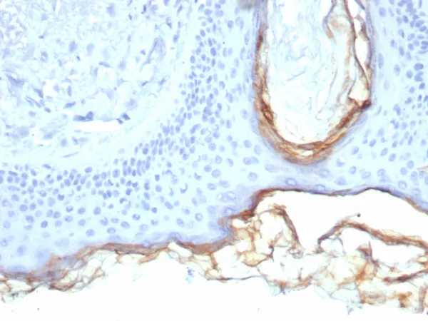 Formalin-fixed, paraffin-embedded human skin stained with Kallikrein 5 Mouse Monoclonal Antibody (KLK5/4760). HIER: Tris/EDTA, pH9.0, 45min. 2°C: HRP-polymer, 30min. DAB, 5min.