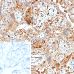 Formalin-fixed, paraffin-embedded human placenta stained with AMBP Mouse Monoclonal Antibody (AMBP/4536). Inset: PBS instead of primary antibody; secondary only negative control.