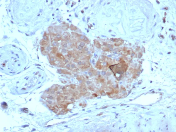 Formalin-fixed, paraffin-embedded human testis stained with Anti-Mullerian Hormone Mouse Monoclonal Antibody (AMH/7354).