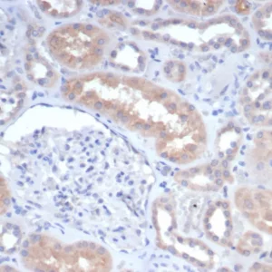 Formalin-fixed, paraffin-embedded human kidney stained with GCLM Mouse Monoclonal Antibody (GCLM/4068). HIER: Tris/EDTA, pH9.0, 45min. 2°C: HRP-polymer, 30min. DAB, 5min.