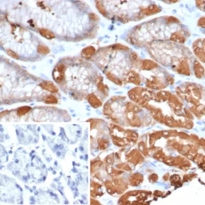 Formalin-fixed, paraffin-embedded human stomach stained with Glutamine Synthetase Mouse Monoclonal Antibody (GLUL/6601) at 2ug/ml. Inset: PBS instead of primary antibody; secondary only negative control.