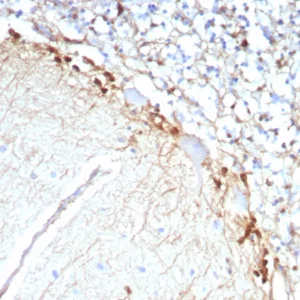 Formalin-fixed, paraffin-embedded human brain stained with GLUL Recombinant Mouse Monoclonal Antibody (rGLUL/8620). HIER: Tris/EDTA, pH9.0, 45min. 2°C: HRP-polymer, 30min. DAB, 5min.