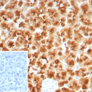 Formalin-fixed, paraffin-embedded human pancreas stained with GP2 Recombinant Mouse Monoclonal Antibody (rGP2/8617). Inset: PBS instead of primary antibody; secondary only negative control.