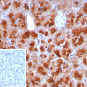 Formalin-fixed, paraffin-embedded human pancreas stained with GP2 Recombinant Rabbit Monoclonal Antibody (GP2/8229R). Inset: PBS instead of primary antibody; secondary only negative control.