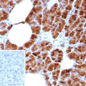 Formalin-fixed, paraffin-embedded human pancreas stained with GP2 Recombinant Rabbit Monoclonal Antibody (GP2/8618R). Inset: PBS instead of primary antibody; secondary only negative control.