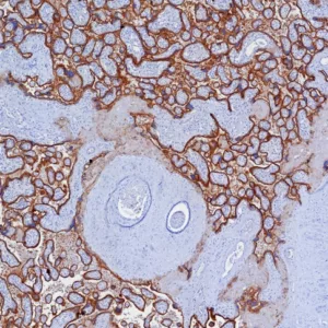 Formalin-fixed, paraffin-embedded human lung placenta stained with PD-L1 Recombinant Rabbit Monoclonal Antibody (PDL1/7568R). HIER: Tris/EDTA, pH9.0, 45min. 2°C: HRP-polymer, 30min. DAB, 5min.