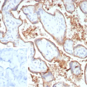 Formalin-fixed, paraffin-embedded human placenta stained with  PD-L1 Recombinant Rabbit Monoclonal Antibody (PDL1/8809R). Inset: PBS instead of primary antibody; secondary only negative control.