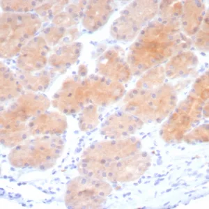 Formalin-fixed, paraffin-embedded human stomach stained with Beta-Parvin Recombinant Rabbit Monoclonal Antibody (PARVB/8214R). HIER: Tris/EDTA, pH9.0, 45min. 2: HRP-polymer, 30min. DAB, 5min.