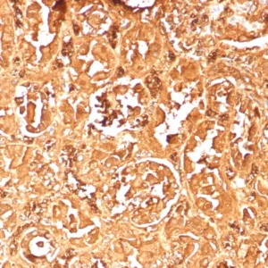 Formalin-fixed, paraffin-embedded human kidney stained with Hemoglobin alpha Recombinant Mouse Monoclonal Antibody (rHBA/9167). HIER: Tris/EDTA, pH9.0, 45min. 2°C: HRP-polymer, 30min. DAB, 5min.