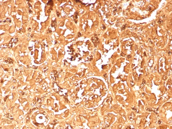 Formalin-fixed, paraffin-embedded human kidney stained with Hemoglobin alpha Recombinant Mouse Monoclonal Antibody (rHBA/9167). HIER: Tris/EDTA, pH9.0, 45min. 2°C: HRP-polymer, 30min. DAB, 5min.