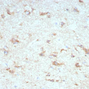 Formalin-fixed, paraffin-embedded human cerebellum stained with KCNIP2 Mouse Monoclonal Antibody (KCNIP2/7589). HIER: Tris/EDTA, pH9.0, 45min. 2°C: HRP-polymer, 30min. DAB, 5min.
