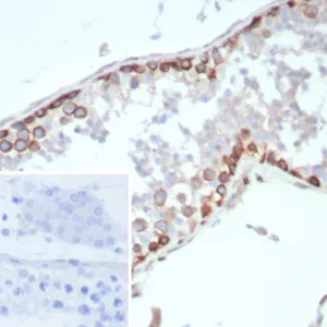 Formalin-fixed, paraffin-embedded human testis stained with HIF1 alpha Mouse Monoclonal Antibody (HIF1A/8795). Inset: PBS instead of primary antibody; secondary only negative control.