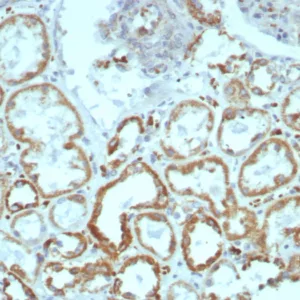 Formalin-fixed, paraffin-embedded human kidney stained with MR1 Mouse Monoclonal Antibody (MR1/7577). HIER: Tris/EDTA, pH9.0, 45min. 2°C: HRP-polymer, 30min. DAB, 5min.