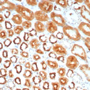Formalin-fixed, paraffin-embedded human kidney stained with MR1 Mouse Monoclonal Antibody (MR1/7578). HIER: Tris/EDTA, pH9.0, 45min. 2°C: HRP-polymer, 30min. DAB, 5min.