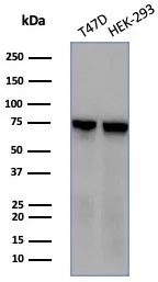 Western blot analysis of T47D & HEK-293 cell lysates using HSPA1B Mouse Monoclonal Antibody (HSPA1B/7623).