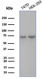 Western blot analysis of T47D & HEK-293 cell lysates using HSPA1B Mouse Monoclonal Antibody (HSPA1B/7626).