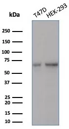 Western blot analysis of T47D & HEK-293 cell lysates using HSPA1B Mouse Monoclonal Antibody (HSPA1B/7627).