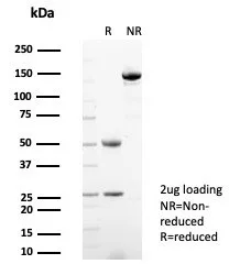 SDS-PAGE Analysis of Purified HSP90AA1 Mouse Monoclonal Antibody (HSP90AA1/7426). Confirmation of Purity and Integrity of Antibody.