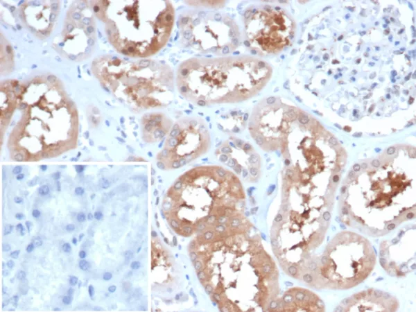 Formalin-fixed, paraffin-embedded human kidney stained with HSP90AA1 Mouse Monoclonal Antibody (HSP90AA1/7247). Inset: PBS instead of primary antibody; secondary only negative control.