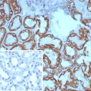 Formalin-fixed, paraffin-embedded human kidney stained with HSP60 Rabbit Recombinant Monoclonal Antibody (HSPD1/8398R). Inset: PBS instead of primary antibody; secondary only negative control.