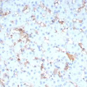 Formalin-fixed, paraffin-embedded human liver stained with Apolipoprotein A4 Mouse Monoclonal Antibody (APOA4/3654). HIER: Tris/EDTA, pH9.0, 45min. 2°C: HRP-polymer, 30min. DAB, 5min.